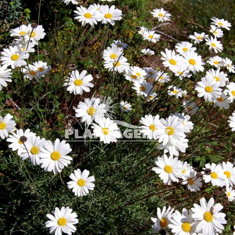 ANACYCLUS pyrethrum / Pyrèthre d'Afrique