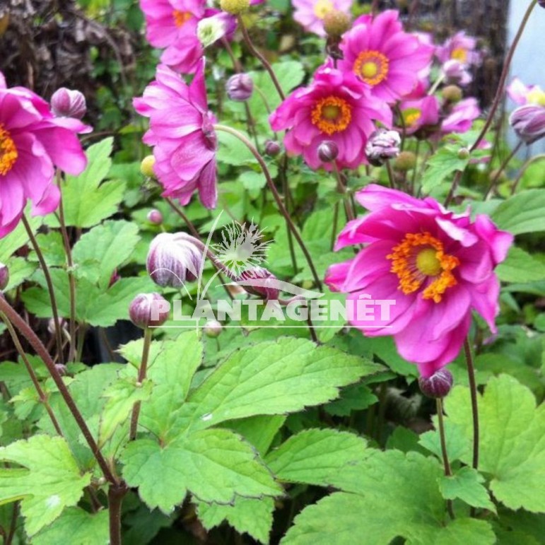 ANEMONE x hybrida Pamina