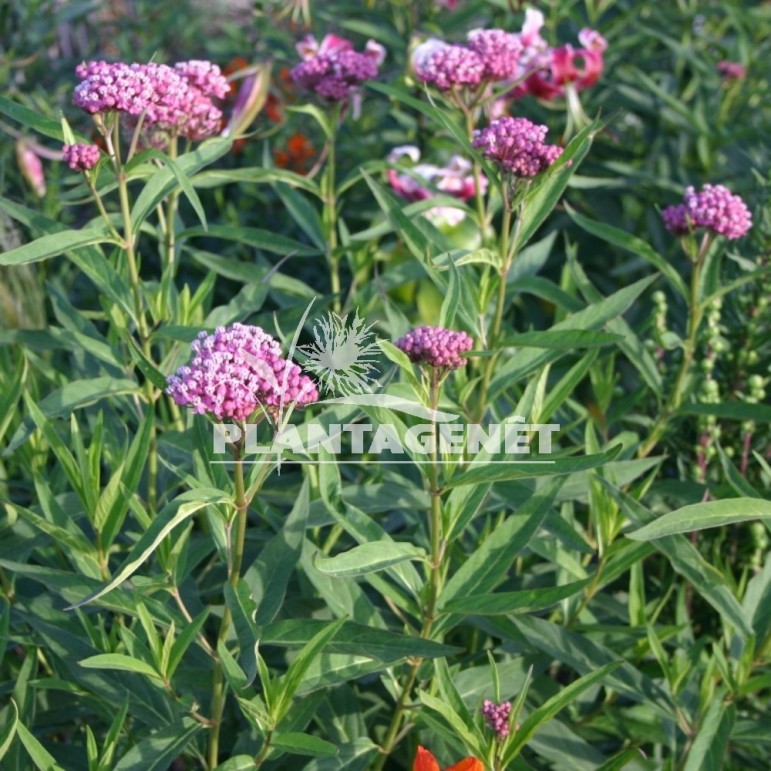 ASCLEPIAS incarnata / Asclépiade