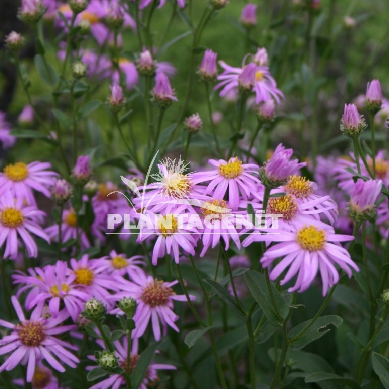 ASTER amellus Rosa Erfullung fleur