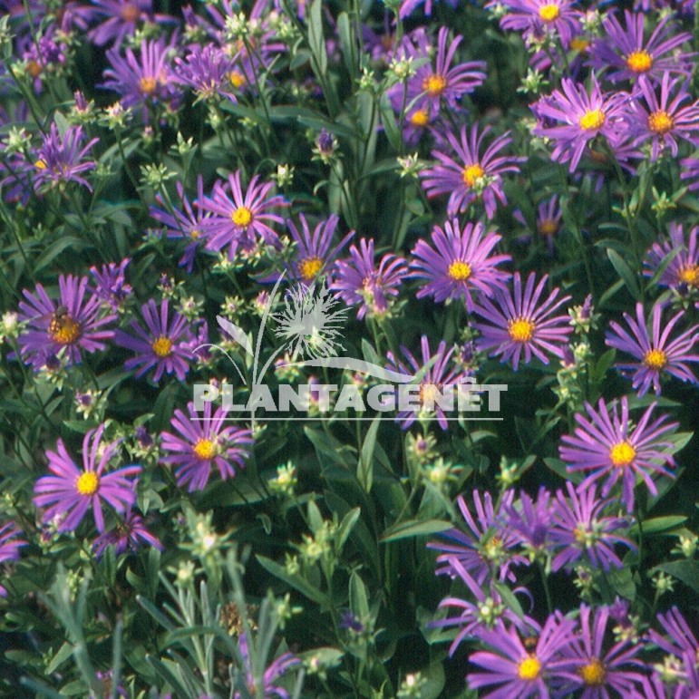 ASTER amellus Veilchenkönigin / Aster oeil du christ