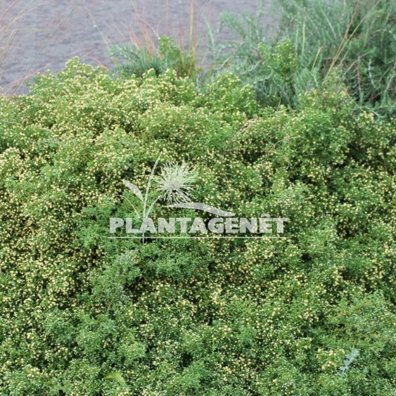 BACCHARIS pilularis Twin Peaks / Brosse Coyote