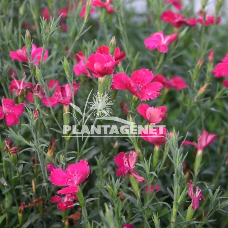 DIANTHUS deltoides Brilliancy / Oeillet à delta