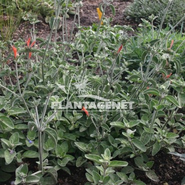 DICLIPTERA suberecta