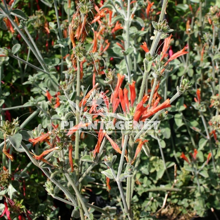 DICLIPTERA suberecta