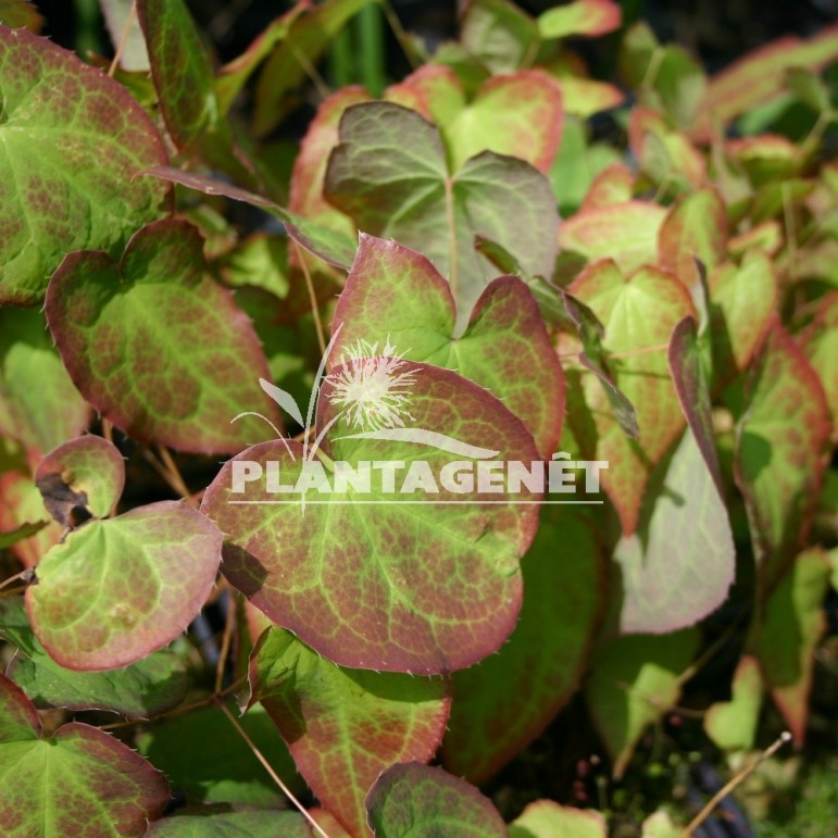 EPIMEDIUM x rubrum