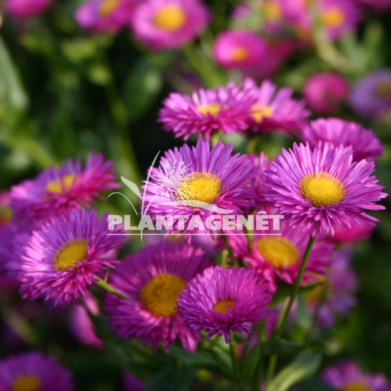 ERIGERON Foersters Liebling