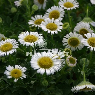 ERIGERON glaucus Albus