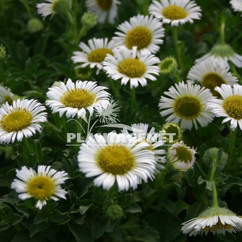 ERIGERON glaucus Albus