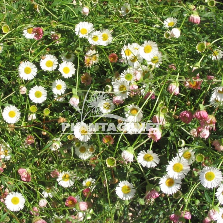 ERIGERON Karvinskianus