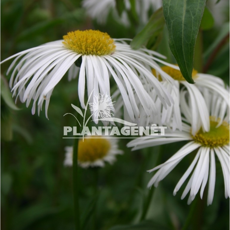 ERIGERON Sommerneuschnee