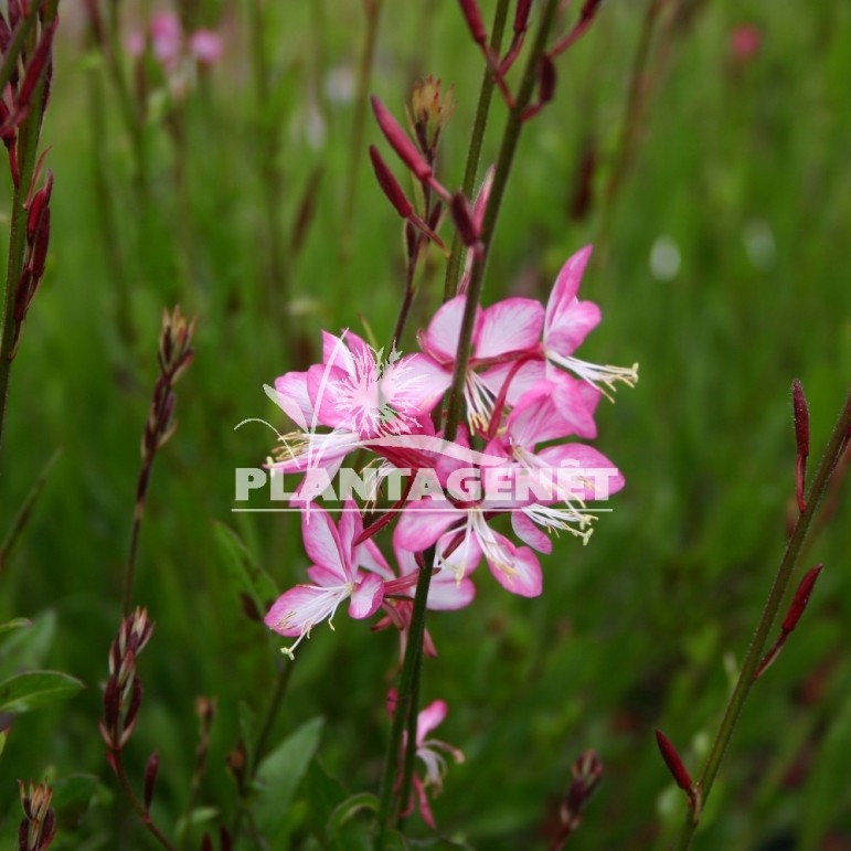 GAURA lindheimeri Rosy jane