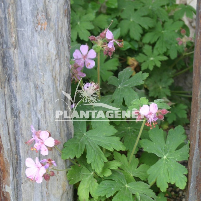 GERANIUM macrorrhizum Ingwersens Variety