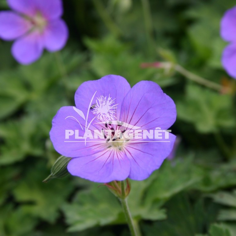 GERANIUM Rozanne