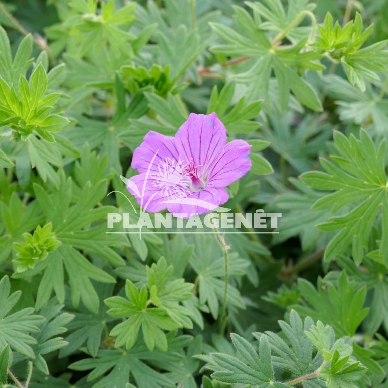 GERANIUM Tiny Monster