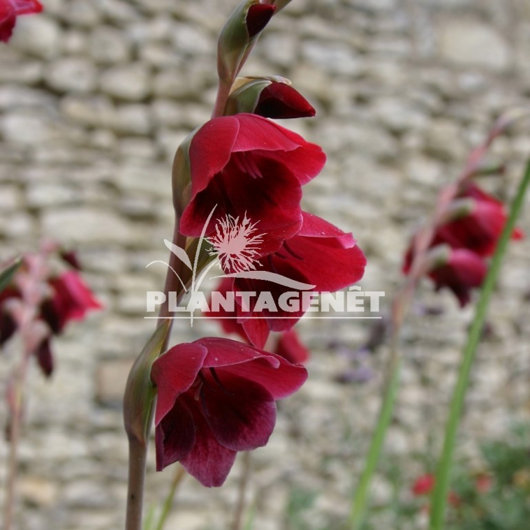 GLADIOLUS papilo Ruby