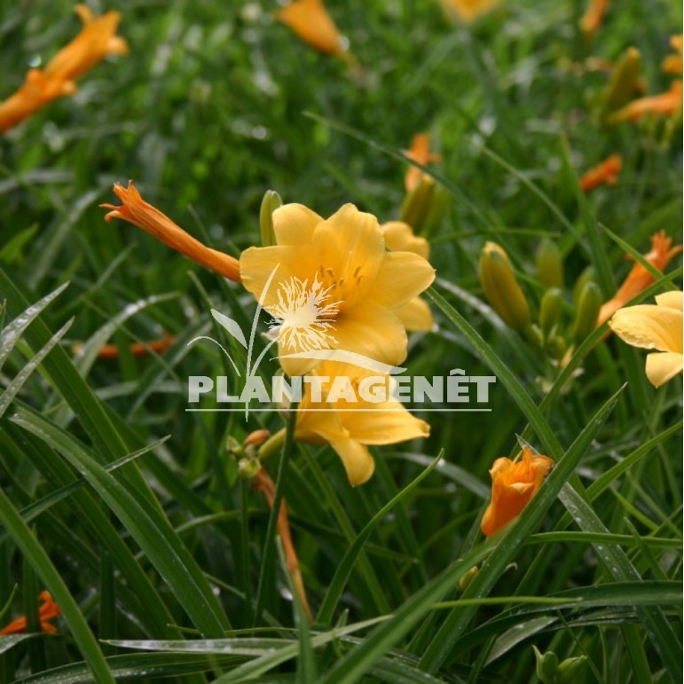 HEMEROCALLIS Stella de Oro