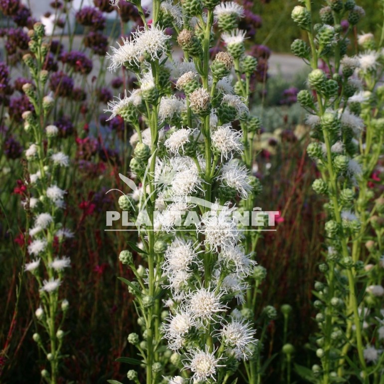 LIATRIS scariosa alba