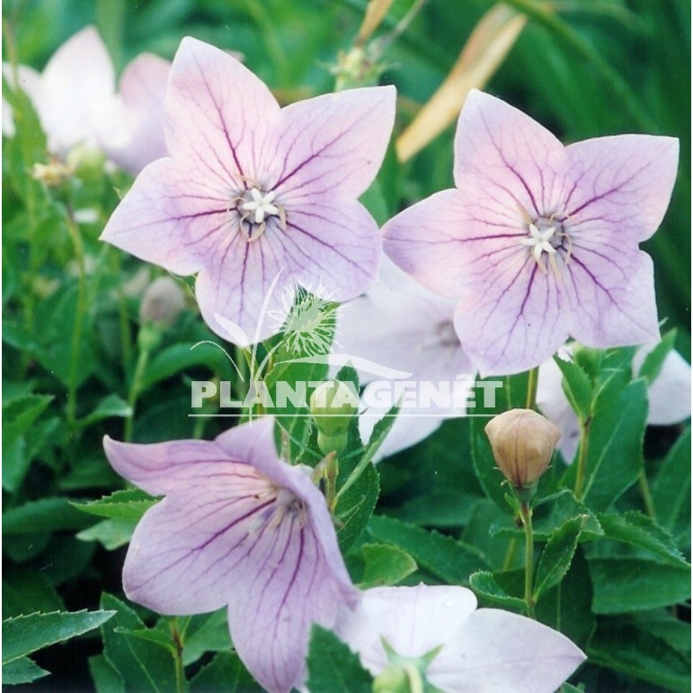 PLATYCODON grandiflorus Fuji Pink