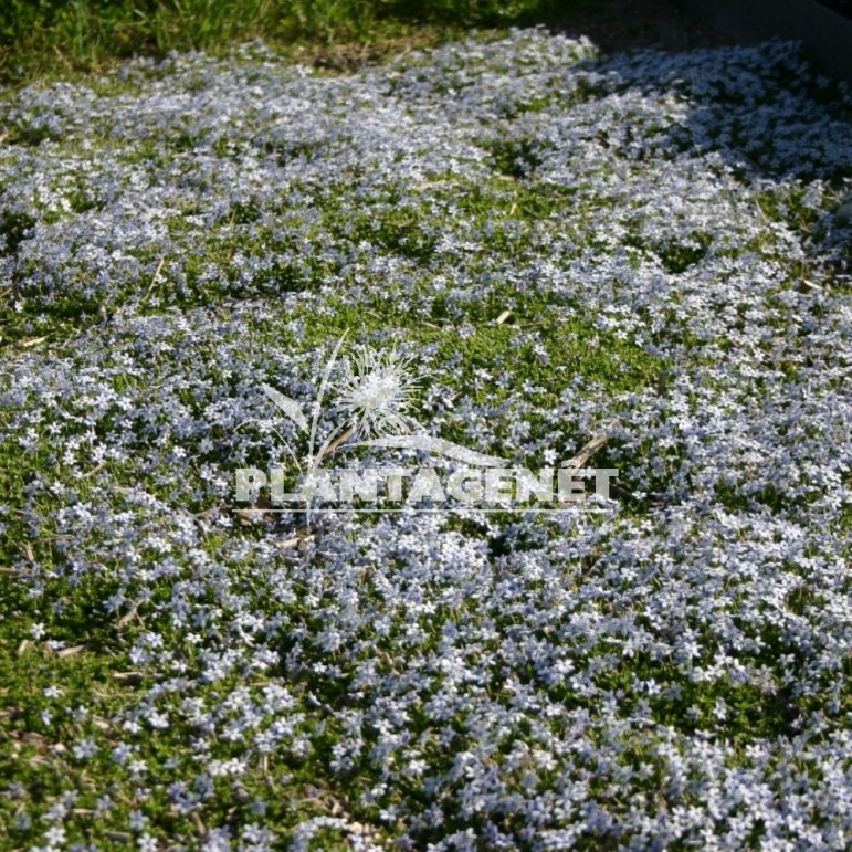 PRATIA pedunculata