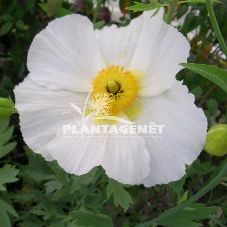 ROMNEYA coulteri