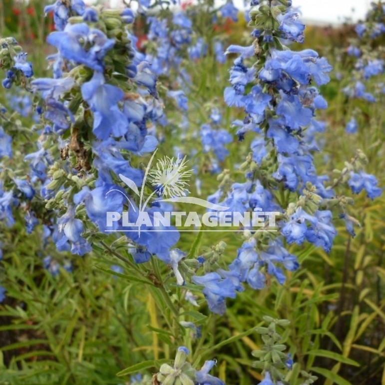 SALVIA azurea