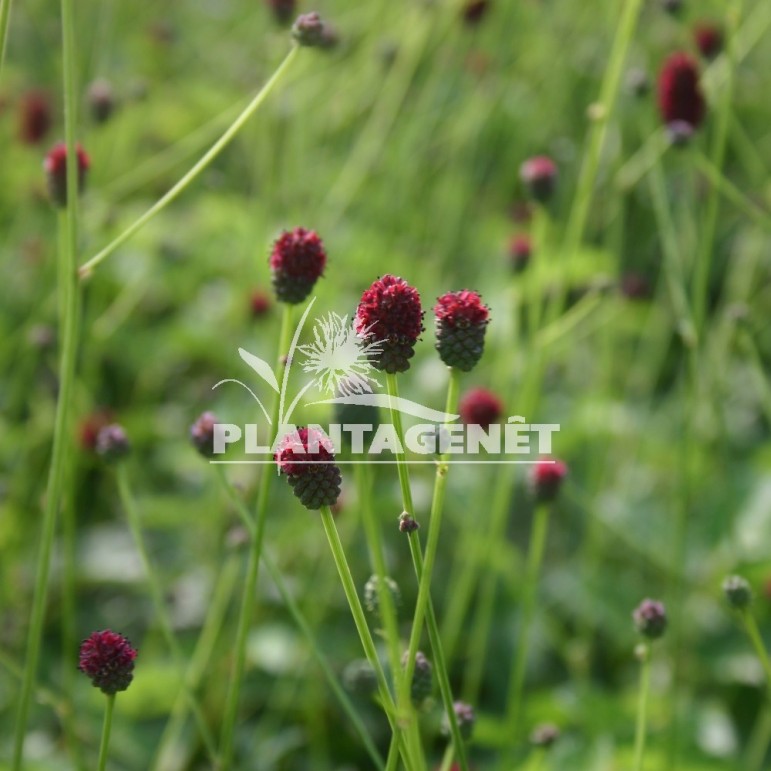 SANGUISORBA officinalis Tanna