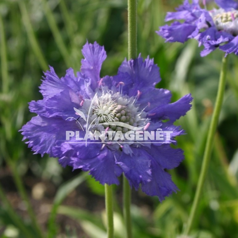 SCABIOSA caucasica Perfecta