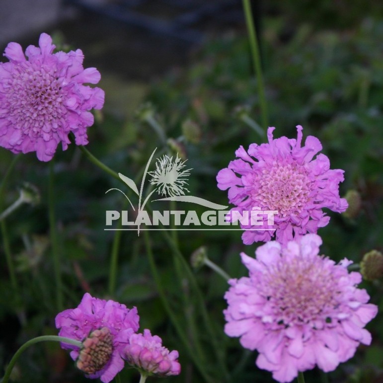 SCABIOSA columbaria Pink Mist