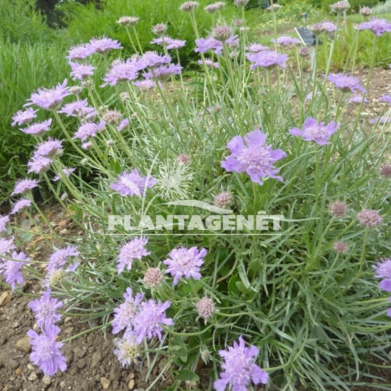 SCABIOSA graminifolia