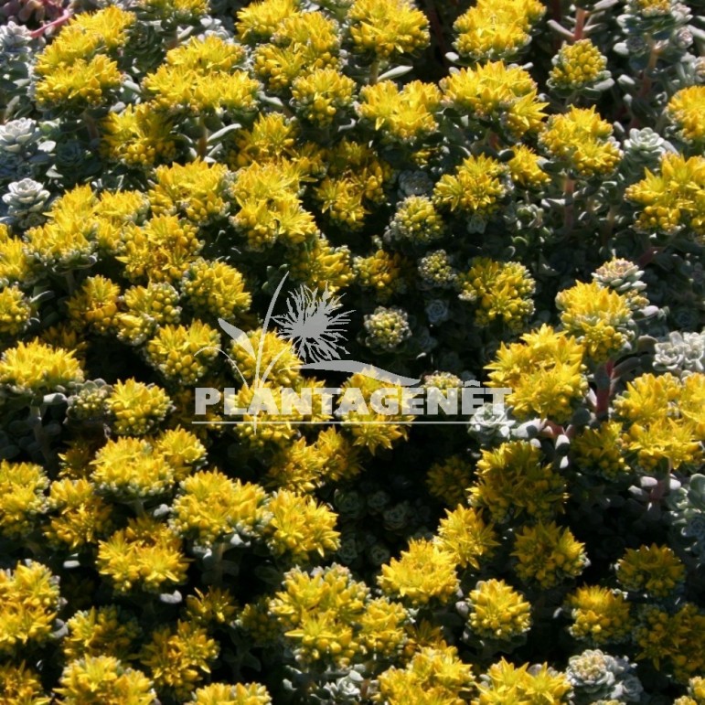 SEDUM spathulifolium Cape Blanco