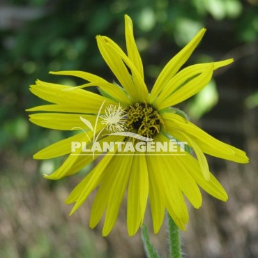SILPHIUM laciniatum