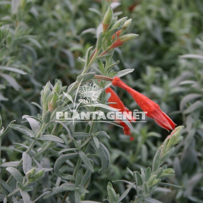 ZAUSCHNERIA californica Olbrich silver