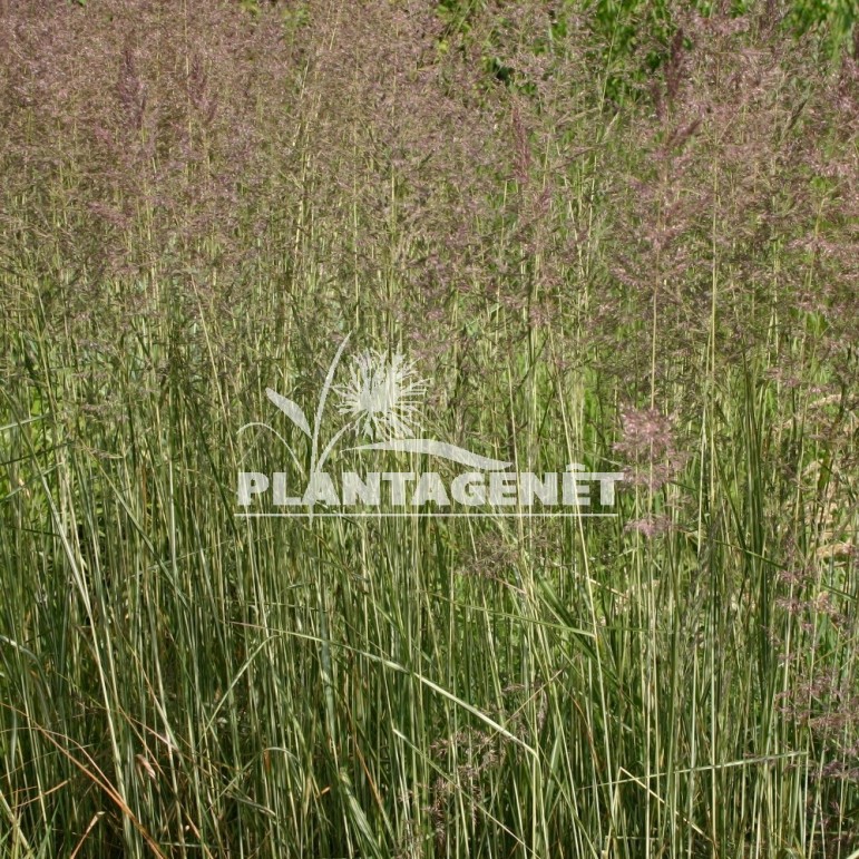 CALAMAGROSTIS x acutiflora Overdam