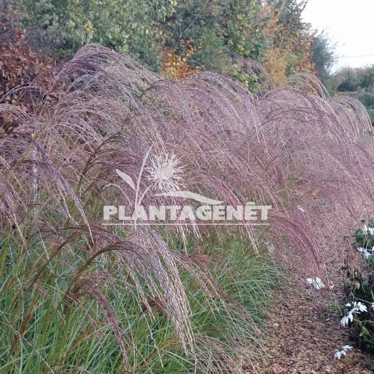 MISCANTHUS transmorrisonensis