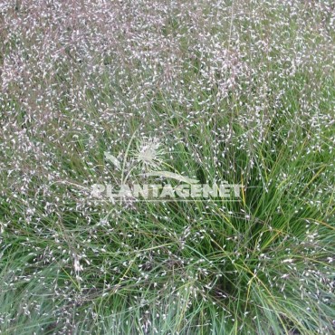 SPOROBOLUS heterolepis