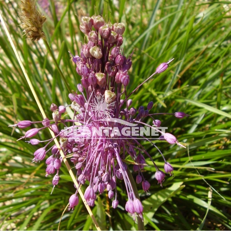 ALLIUM carinatum ssp pulchellum