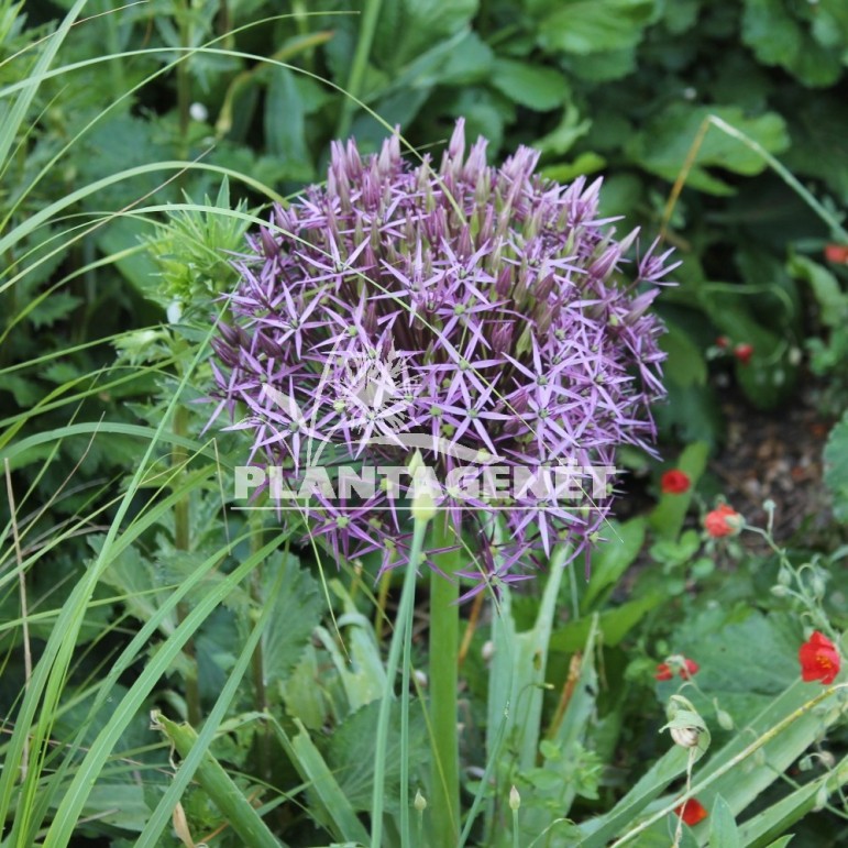 ALLIUM cristophii