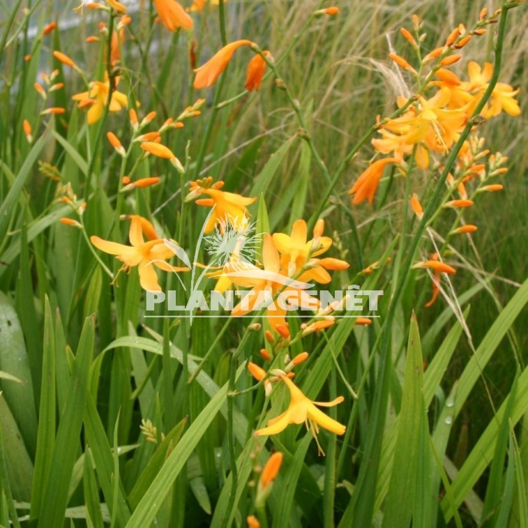 CROCOSMIA x crocosmiflora George Davidson