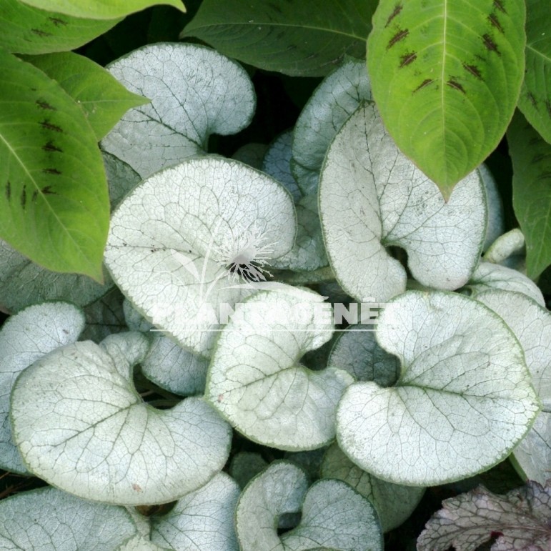 BRUNNERA macrophylla Looking Glass