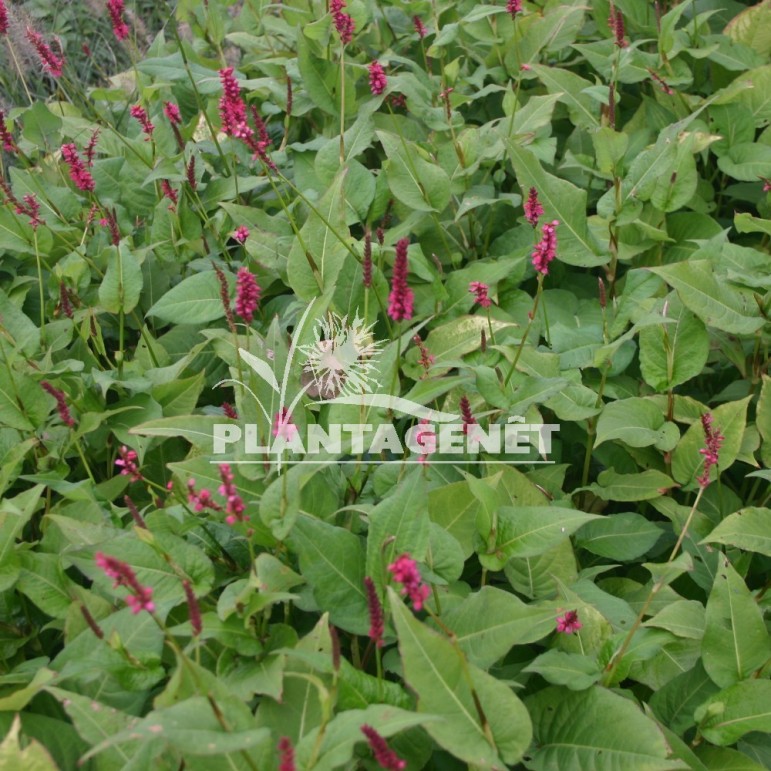 PERSICARIA amplexicaulis Taurus