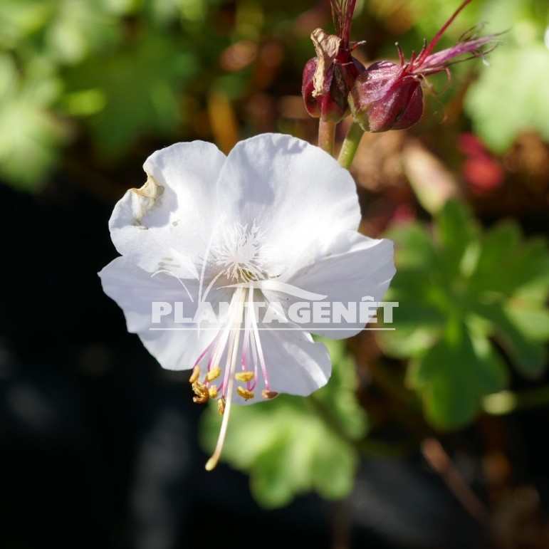 GERANIUM x cantabrigiense St Ola