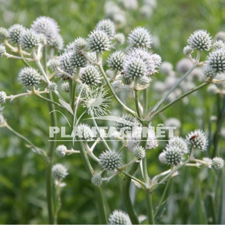 ERYNGIUM yuccifolium