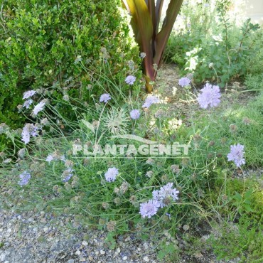 SCABIOSA columbaria Butterfly blue