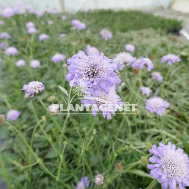 SCABIOSA columbaria Butterfly blue