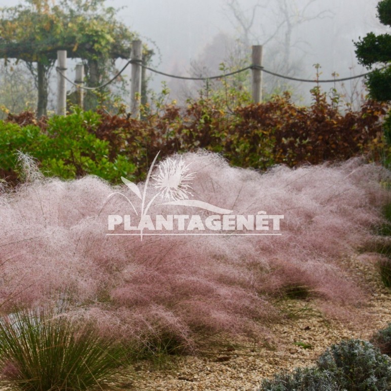 MUHLENBERGIA capillaris