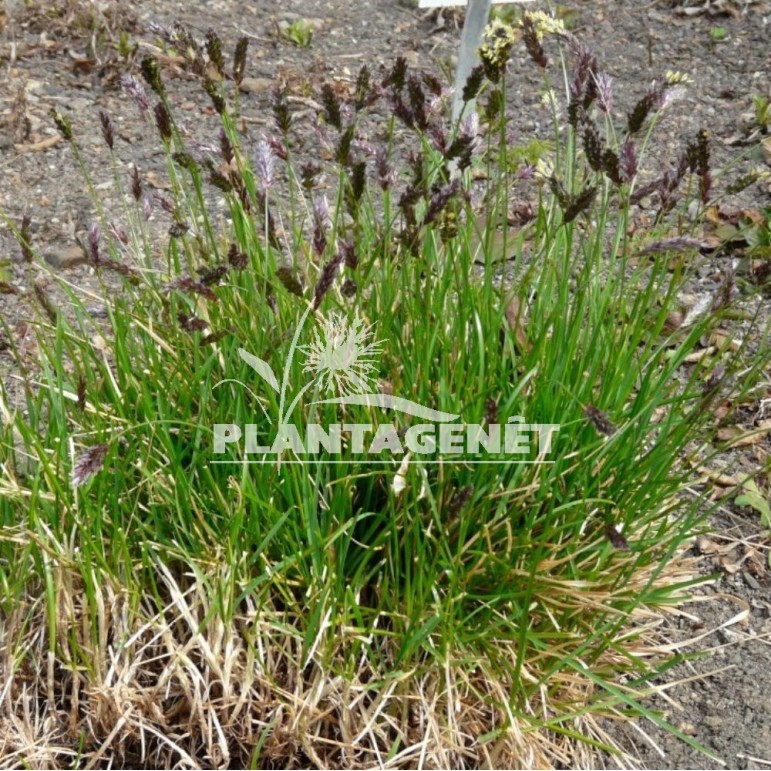 SESLERIA sadleriana