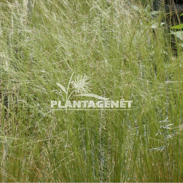 STIPA extremiorentalis