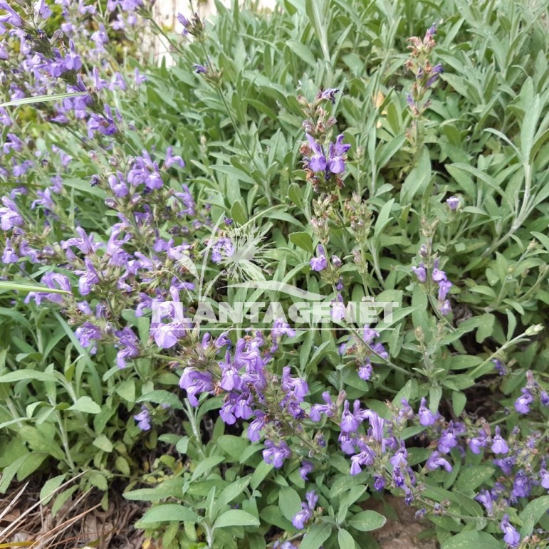 Sauge à fleur blanche condimentaire - Salvia officinalis 'Albiflora