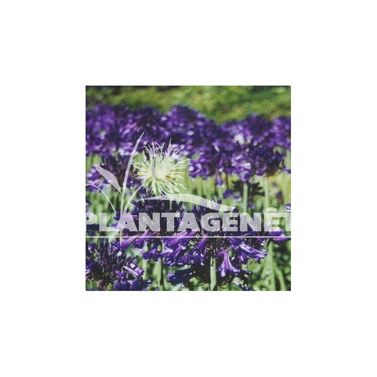 Agapanthus Black Pantha